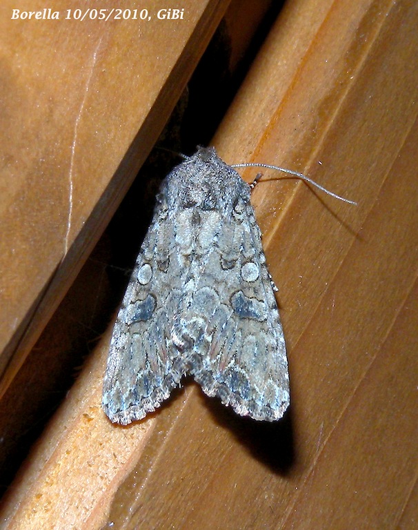 Noctuidae da identificare : Anarta (Calocestra) trifolii